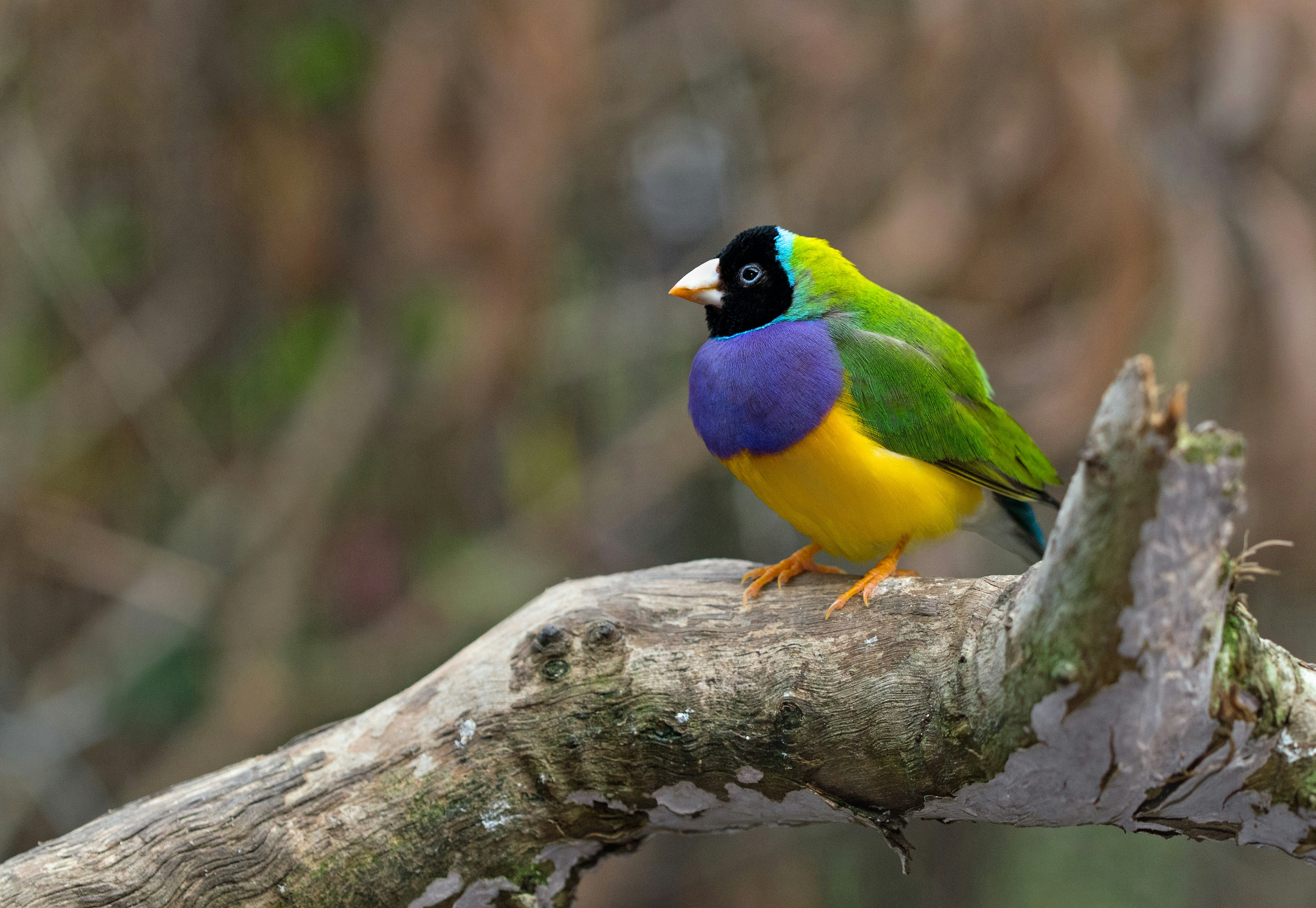 green, blue, and yellow bird on tree branch