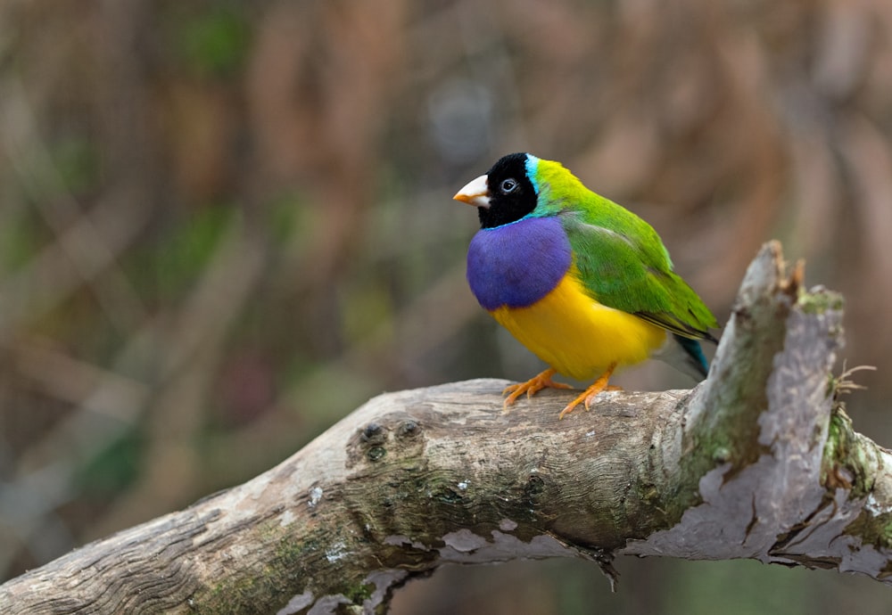 green, blue, and yellow bird on tree branch