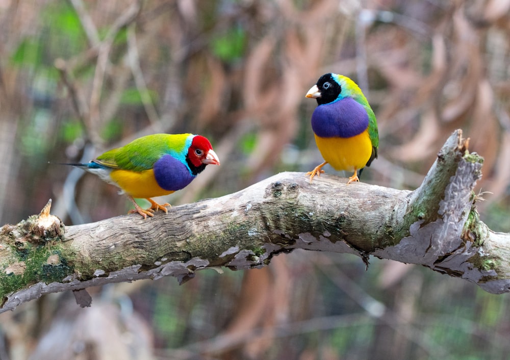 Dois pássaros Loriini no ramo de madeira marrom