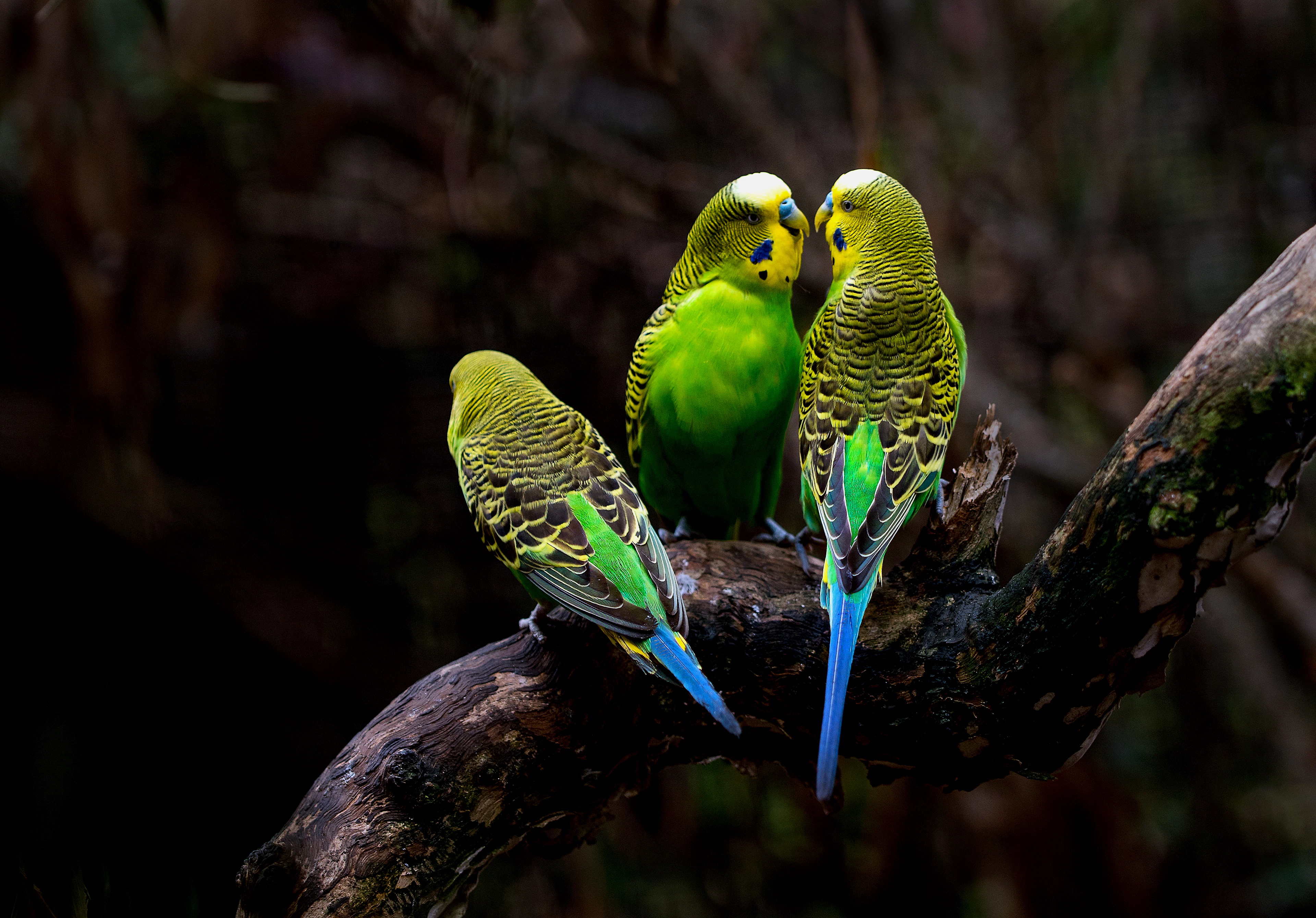 Three green budgerigars perching on a branch