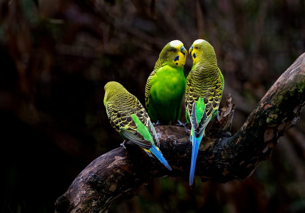 three green budgerigars perching on tree branch