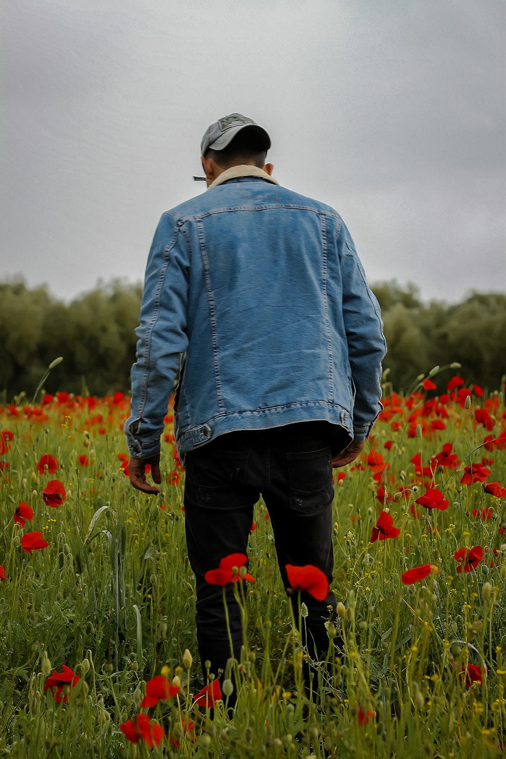 person walking on red petaled flower field