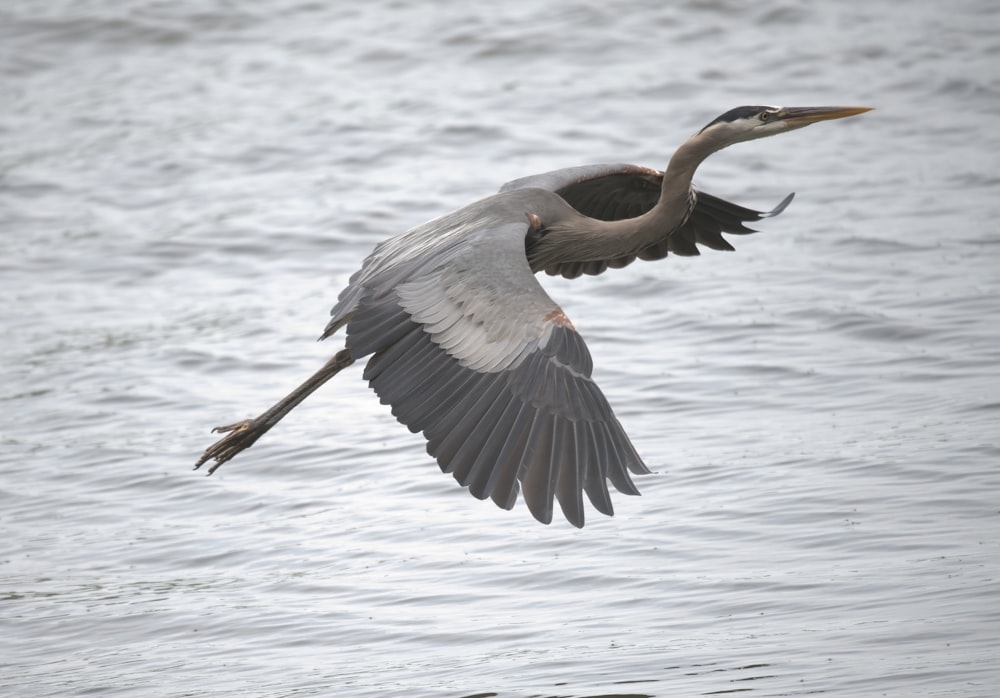 brown and white Heron