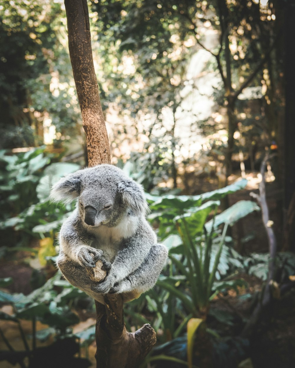 koala assis sur une branche d’arbre