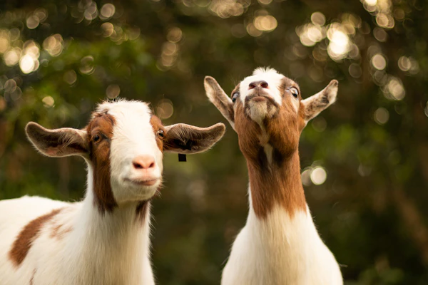 Premium Goat Meat