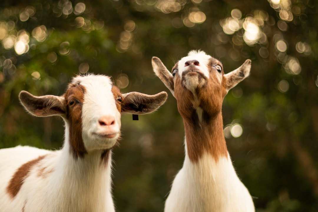 brown and white goats,