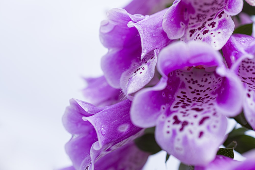 purple petaled flowers