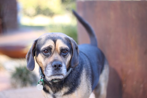 A medium-sized dog with a short coat, featuring tan and black coloring. It has a slightly droopy expression with big, soulful eyes and a visible collar with tags. The background is blurred, showing hints of greenery and a brown structure.