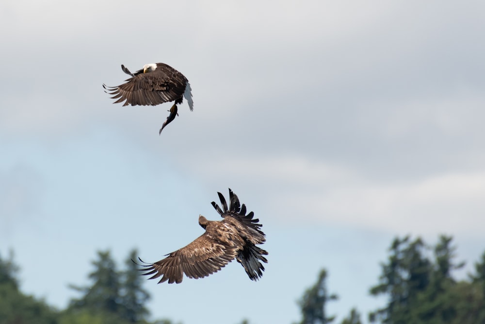 shallow focus photo of two brown birds flying during daytime