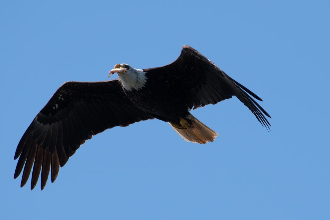 flying eagle during day