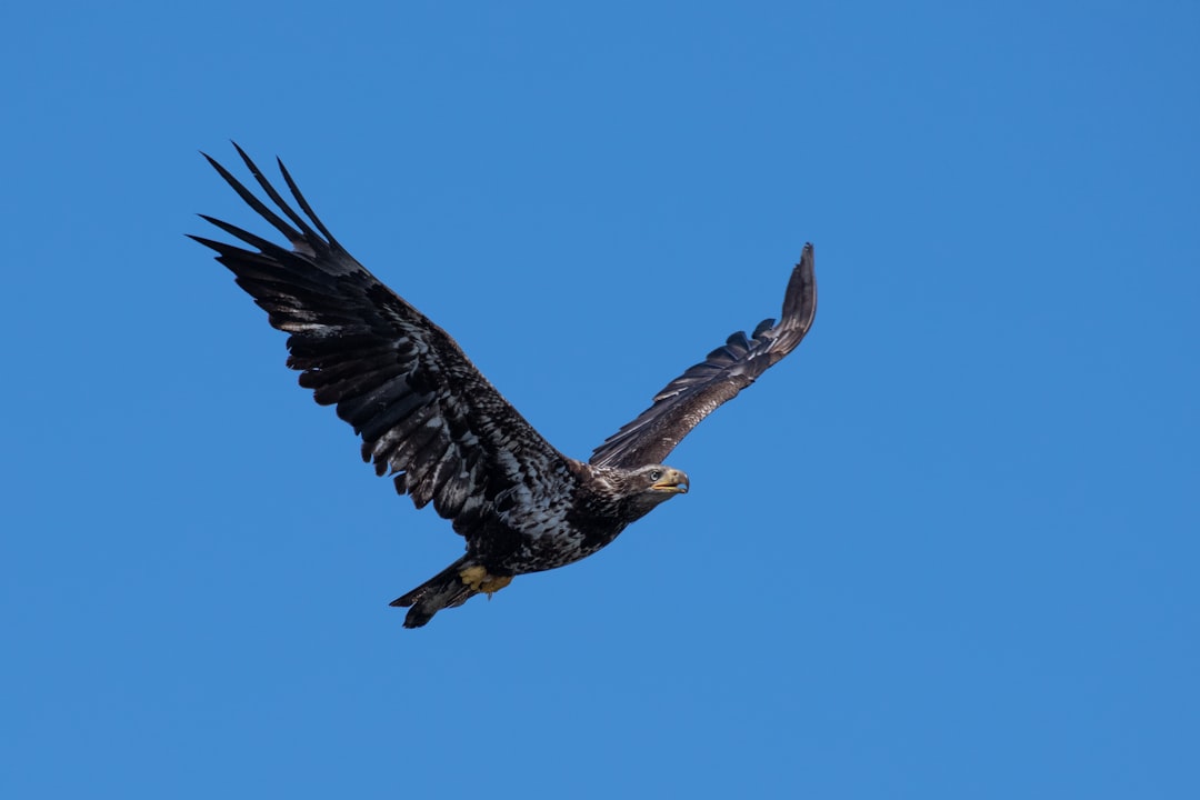 black hawk flying during daytime