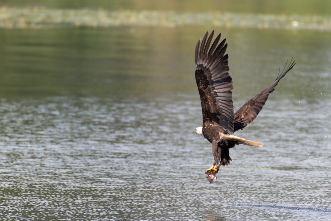 bald eagle flying above body of water during daytime