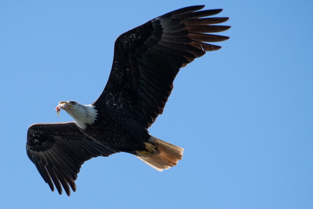 bald eagle flying across blue sky