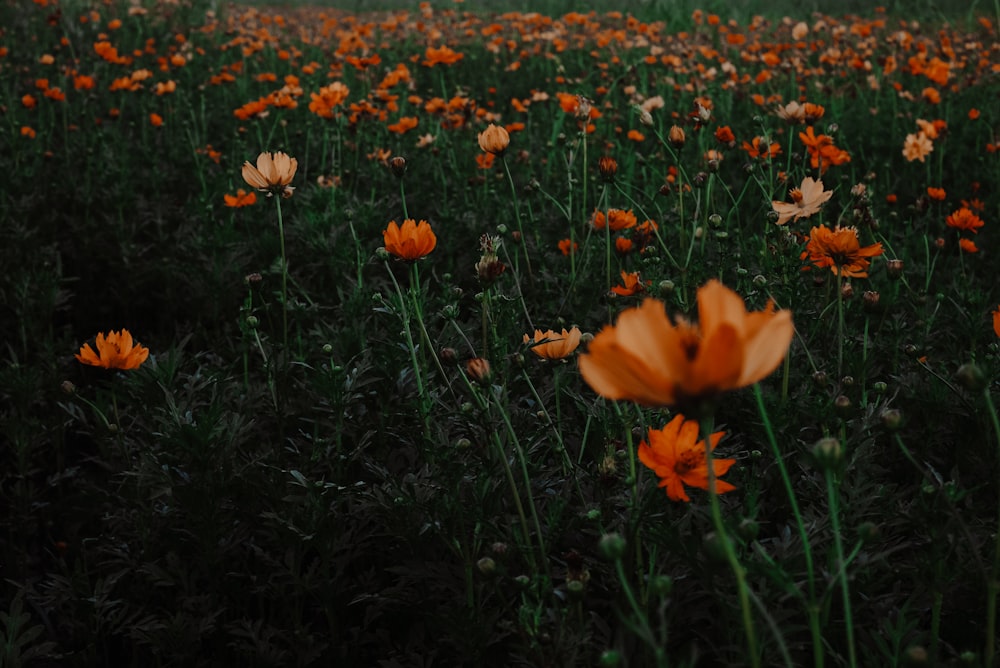 shallow focus photo of orange flowers