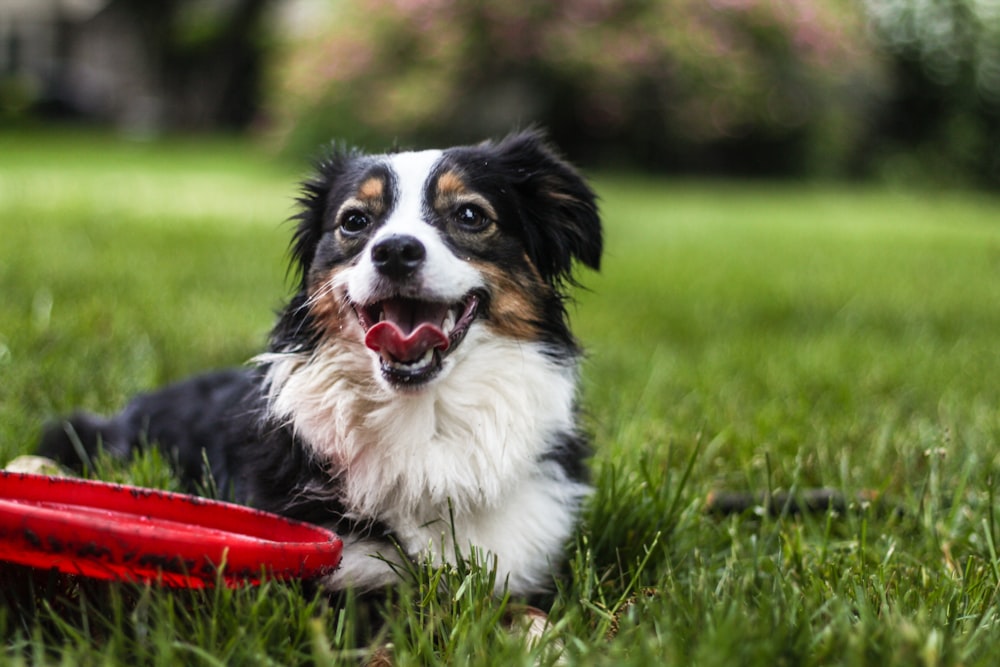 black, white and tan long coat medium dog lying on grasses in lawn beside red frisbee