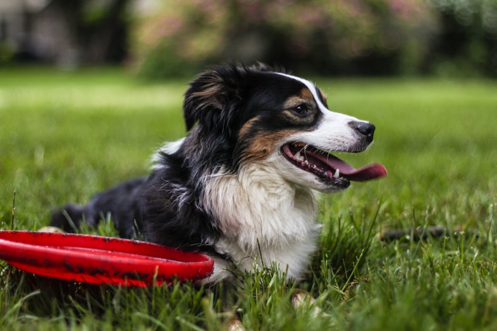 selective focus photo of black and white dog