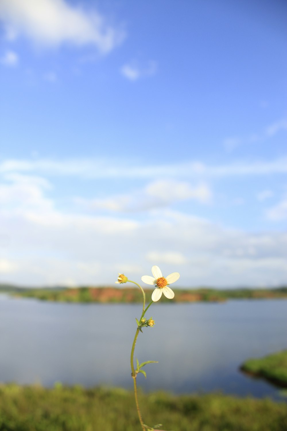 flor de pétalos blancos cerca del lago bajo un cielo azul claro