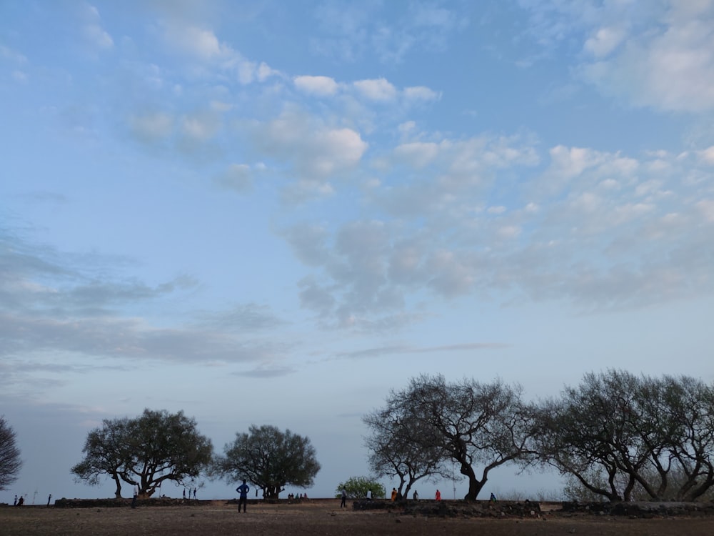 green-leafed trees