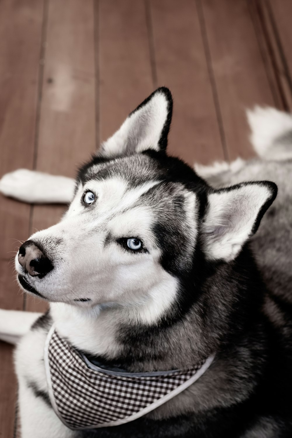 900+ Dog Background Images: Download HD Backgrounds on Unsplash