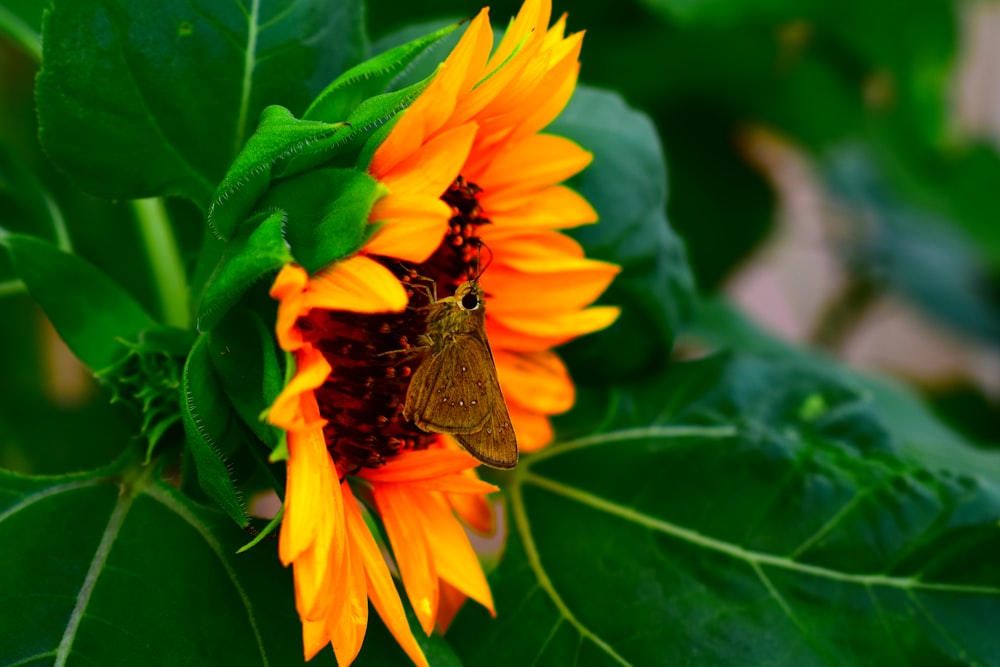 brown butterfly on orange flower