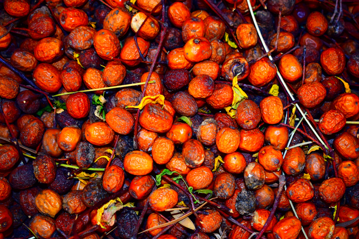 Palm oil fruit and environment