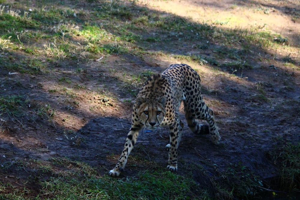 cheetah during daytime