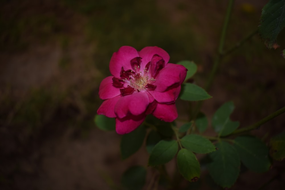 red rose flower