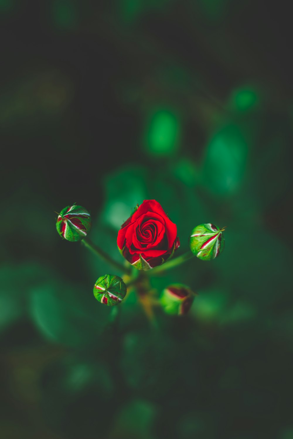 red rose with leaves