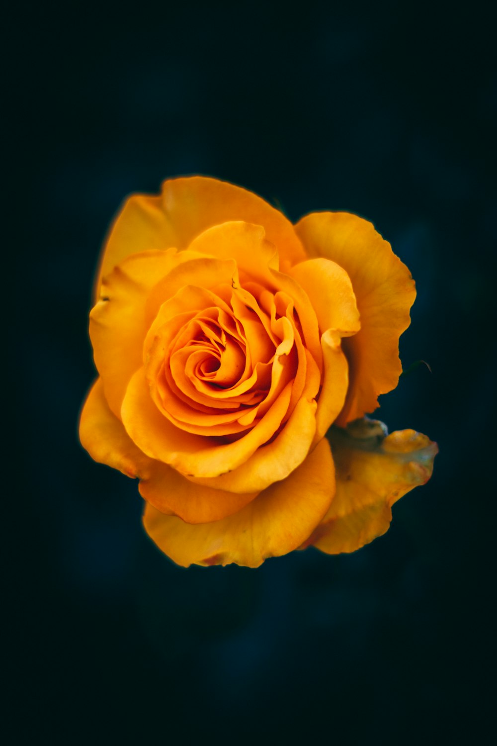 flor de rosa naranja amarilla sobre fondo azul