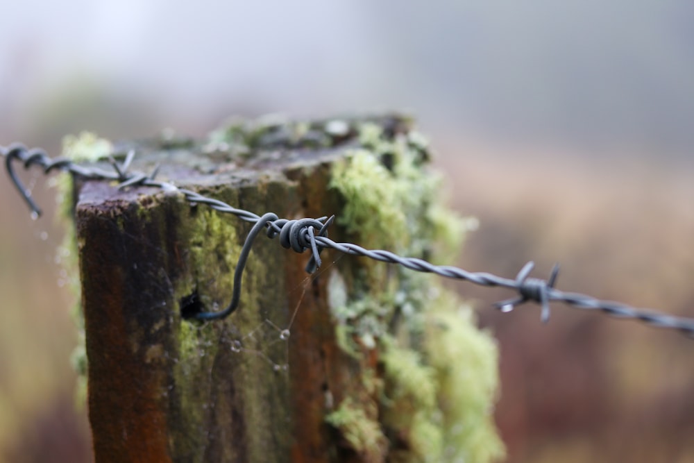 selective photography of barbwire during daytime