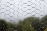 A close-up view of a wire netting with hexagonal patterns, possibly used for fencing, with blurred green foliage and a foggy gray sky in the background.