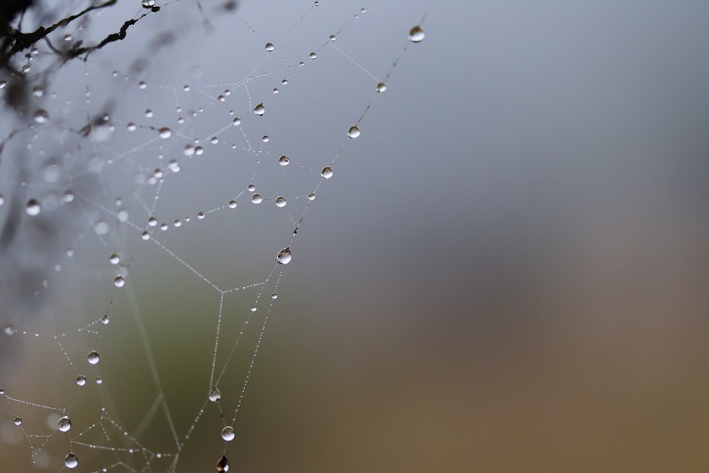 close-up photography of spider web during daytime