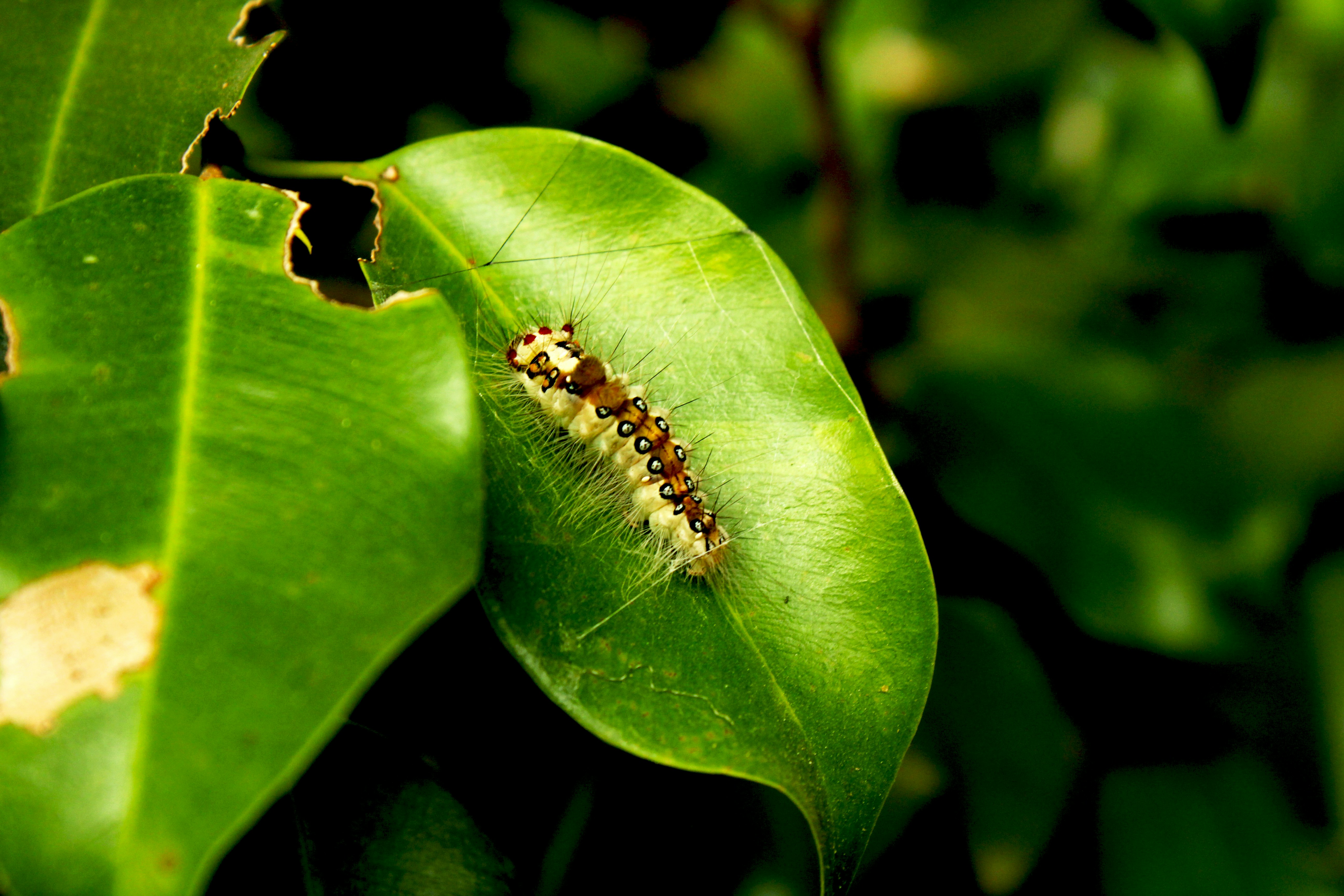 Photo by amith_tiwari