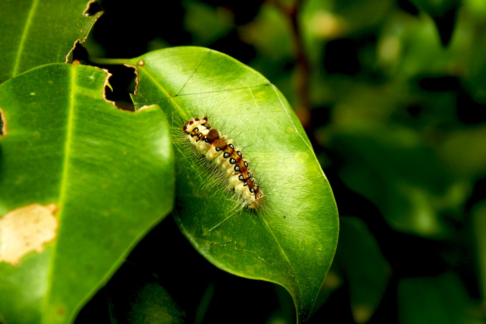 green moth caterpillar