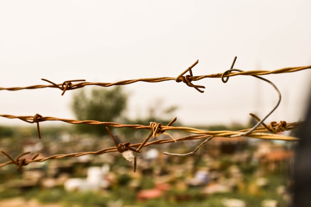 close view of barbwire