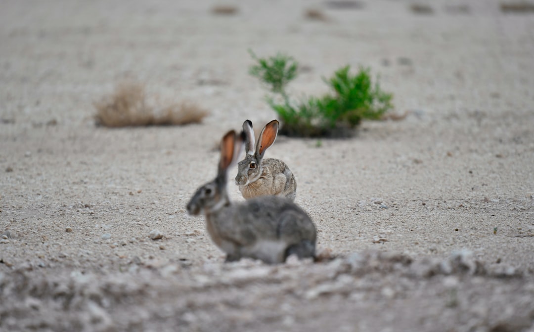 two grey hares