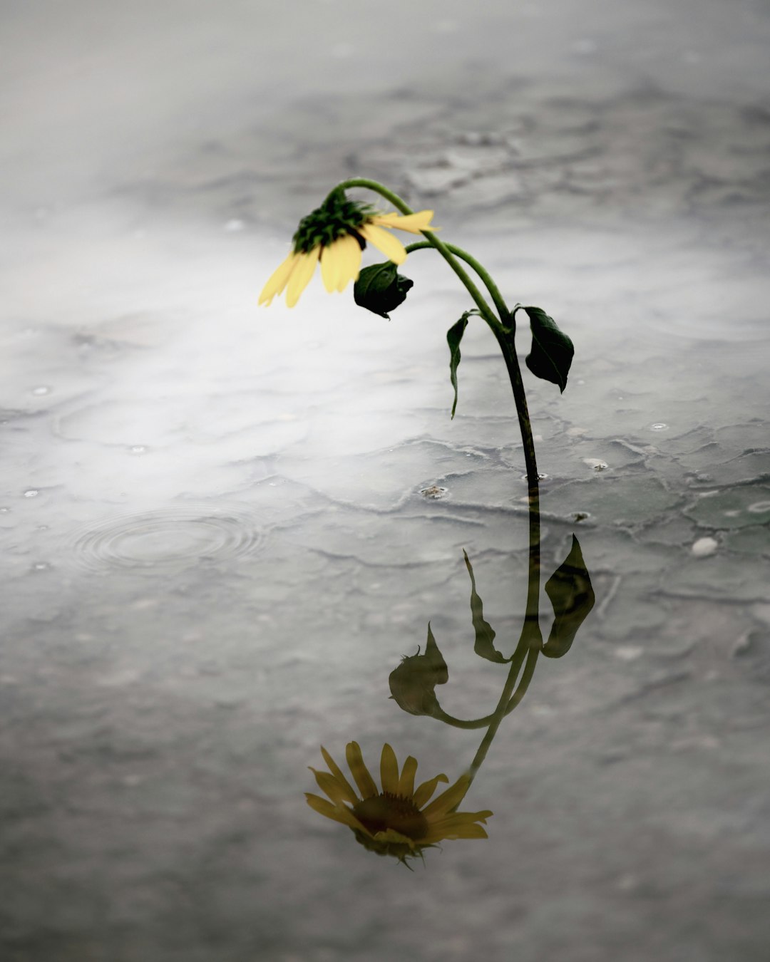 water reflection of sunflower