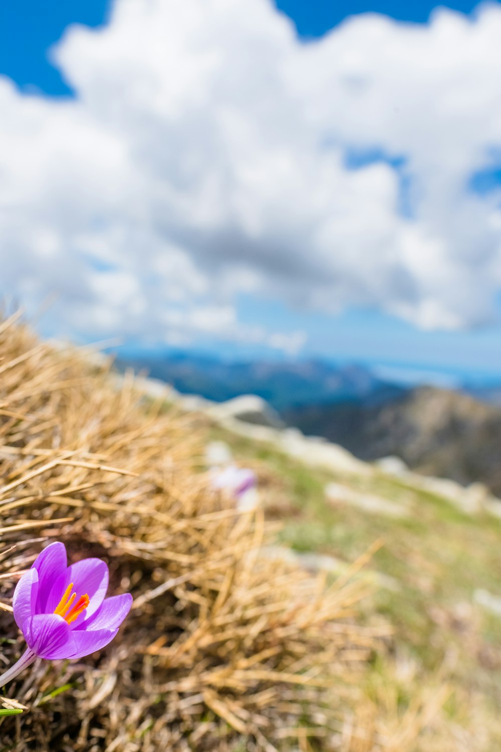 close view of purple flower on the hill