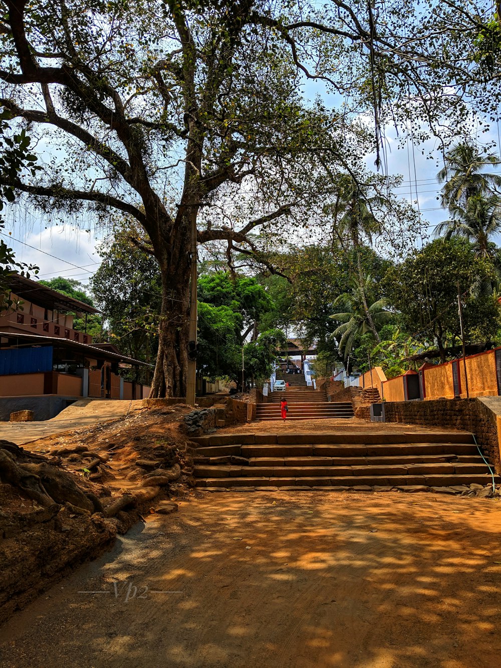 vancant road under a tree during daytime