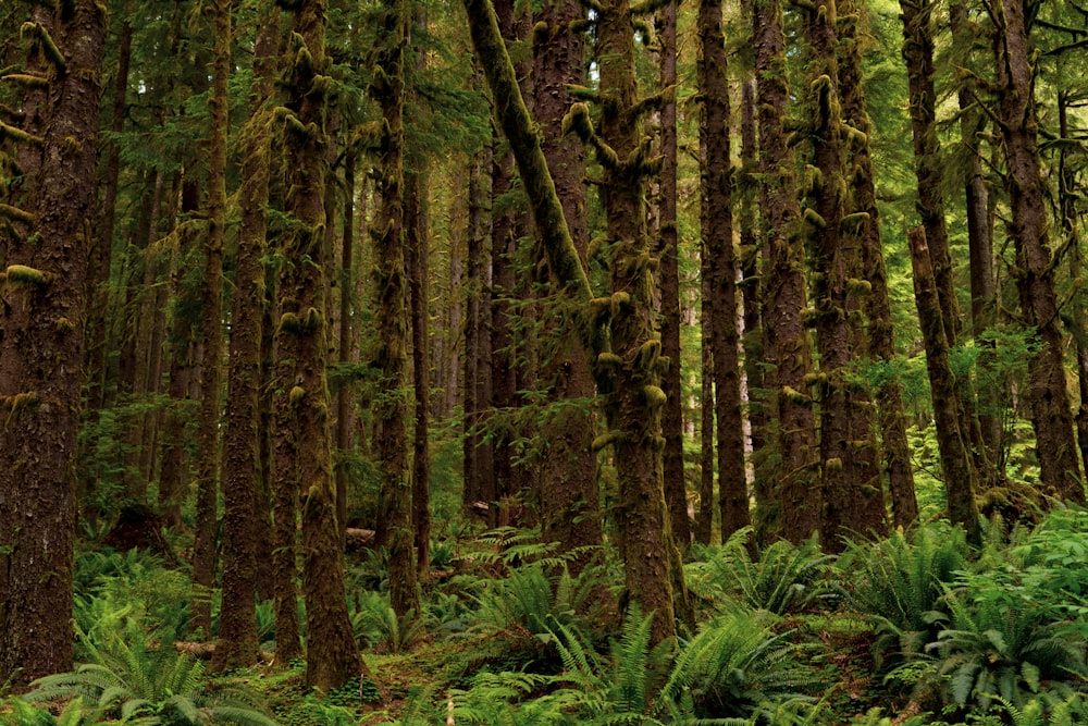 green ferns