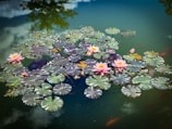 green water lily