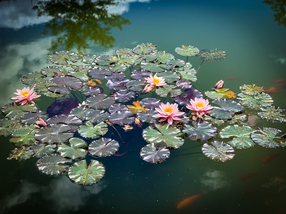 green water lily