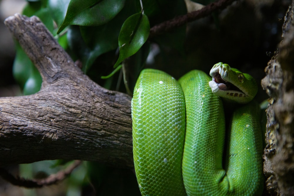 green tree snake