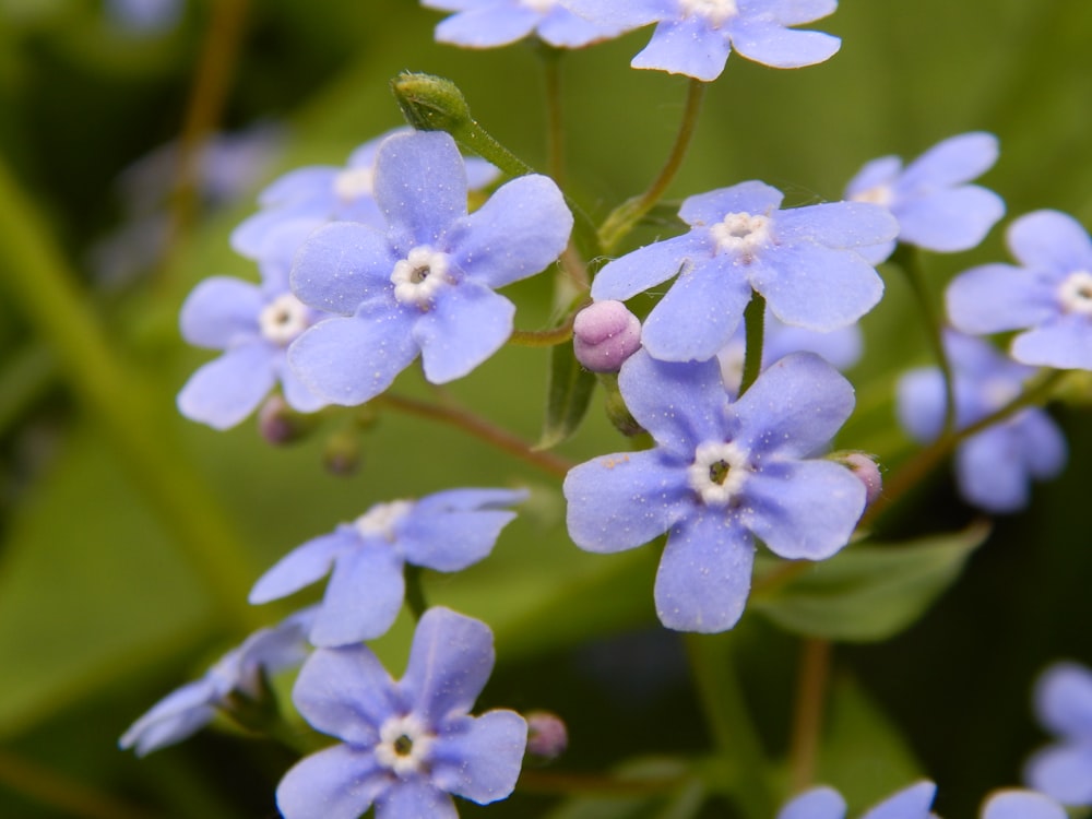 purple petaled flower bloom during daytime