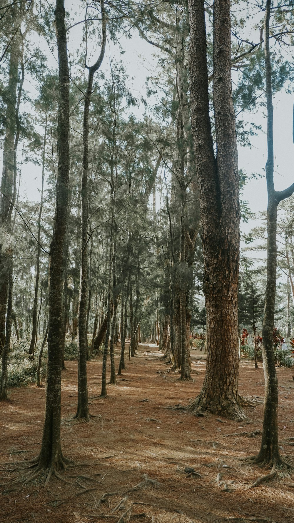 brown tall trees