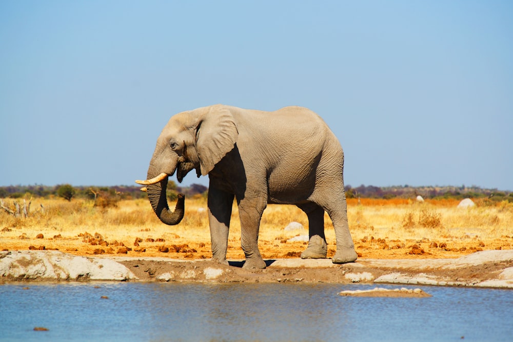 elefante gris de pie cerca del cuerpo de agua