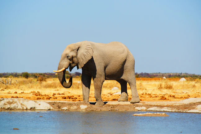 16-Day Botswana Family Travel Itinerary: Epic & Relaxed