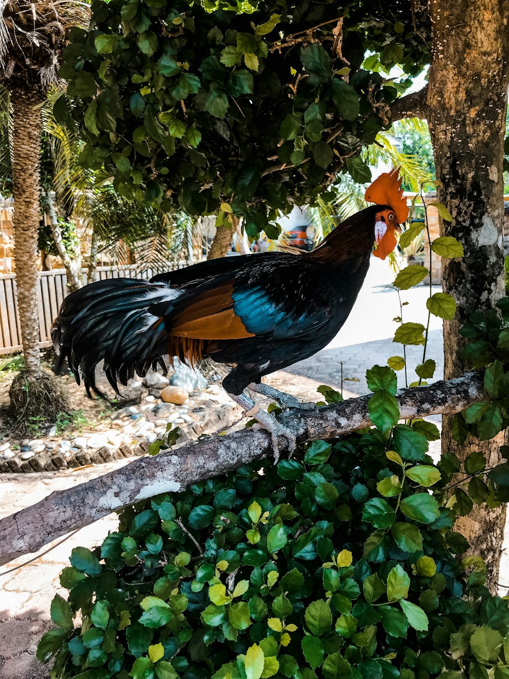 black, brown, and green rooster on branch of tree