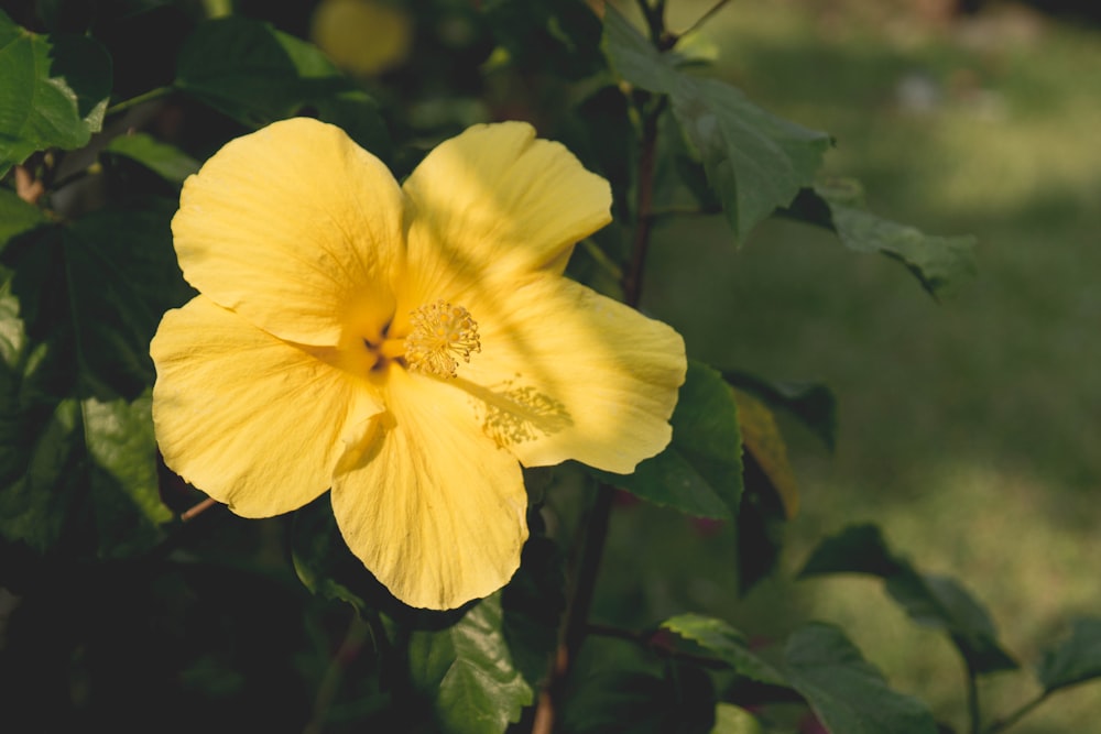 yellow flower in bloom