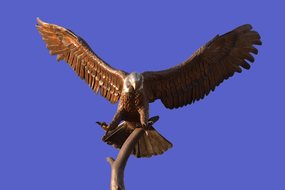 Estatua de águila marrón y blanca